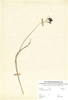 藏品(蓆草)的圖片